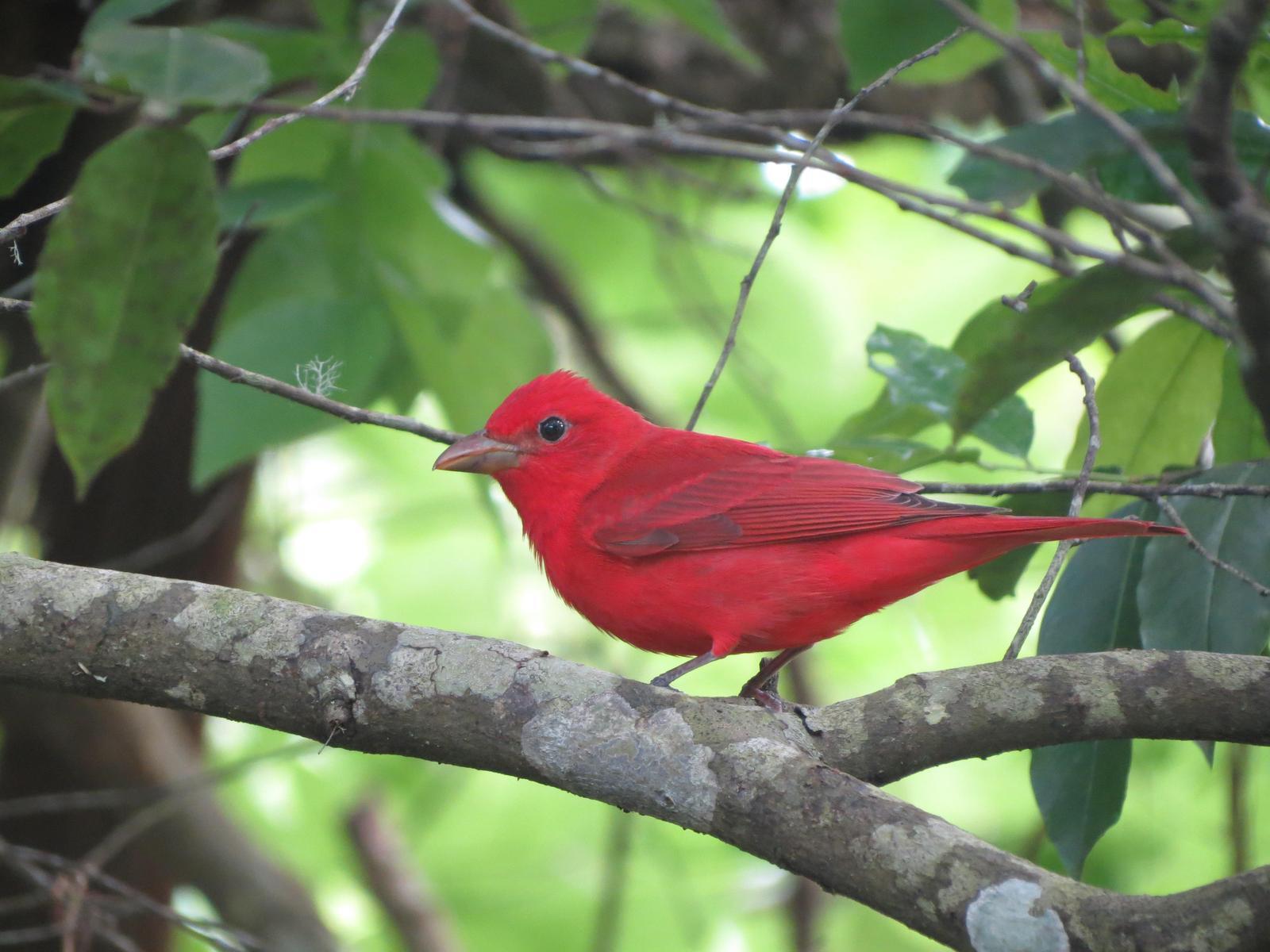 Summer Tanager Photo by Nolan Keyes