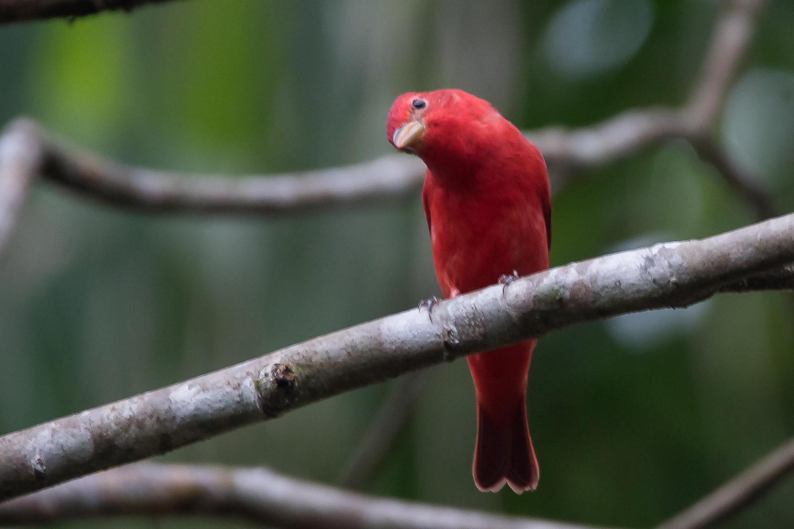 Summer Tanager Photo by Gerald Hoekstra