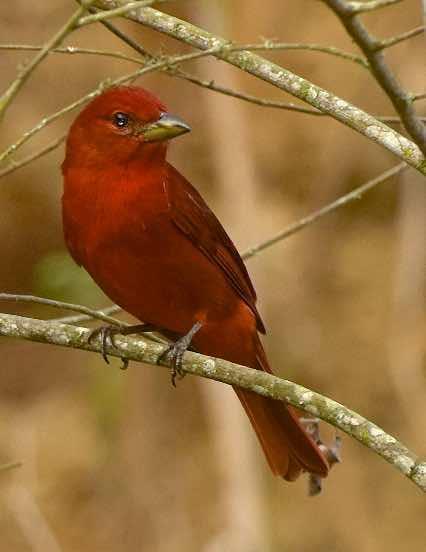 Summer Tanager Photo by Andrew Pittman