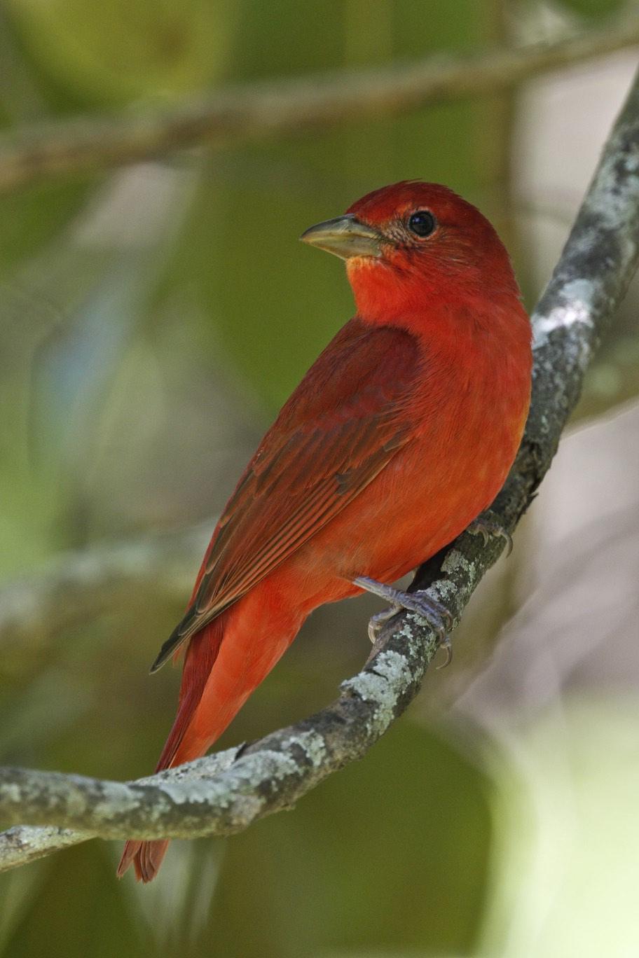 Summer Tanager Photo by Emily Willoughby