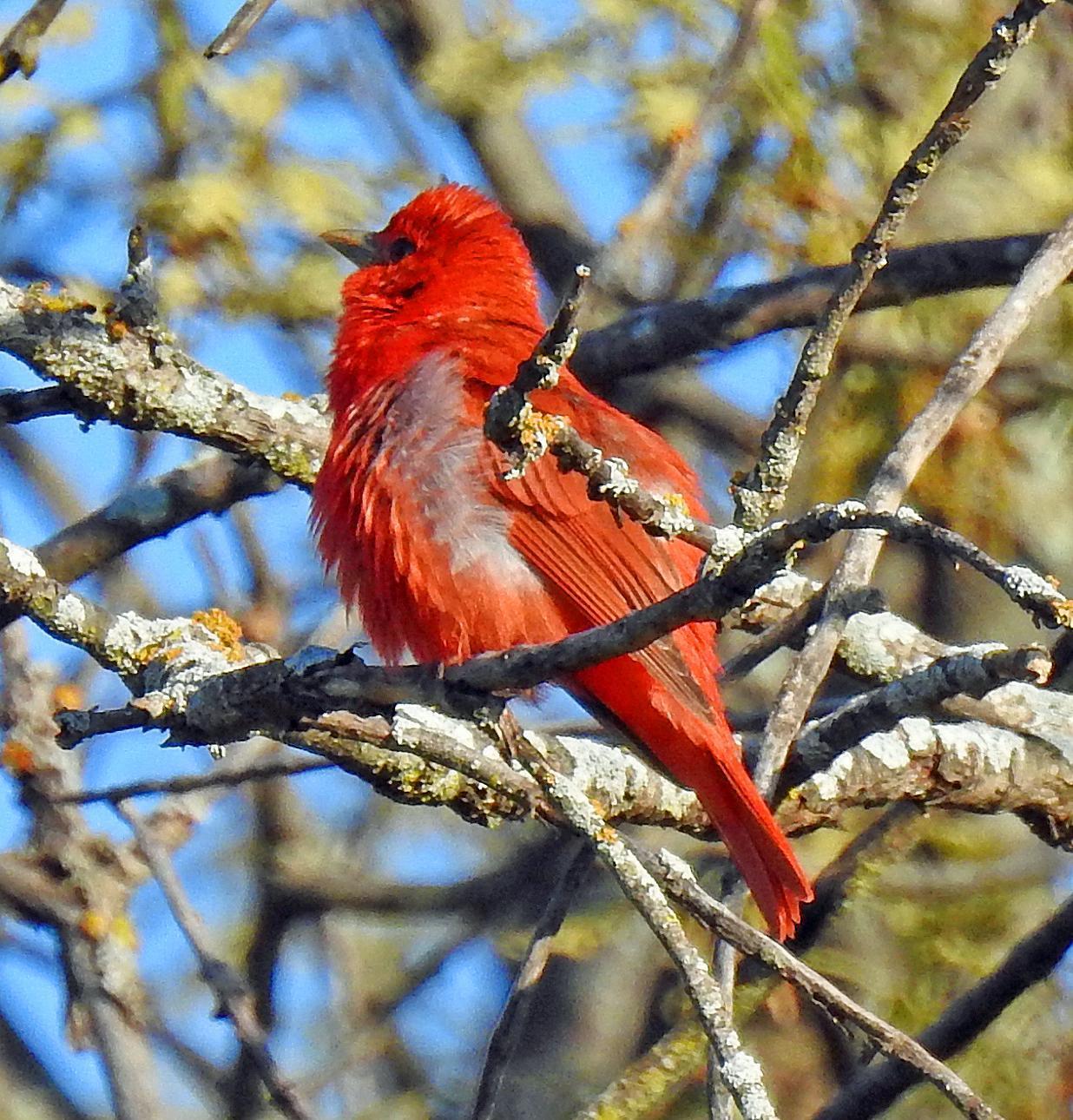 Summer Tanager Photo by Tom Gannon
