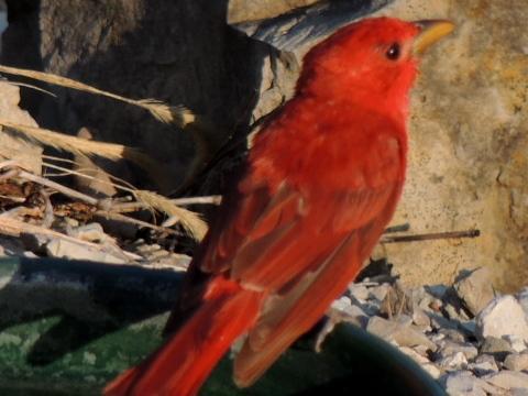 Summer Tanager Photo by Tony Heindel