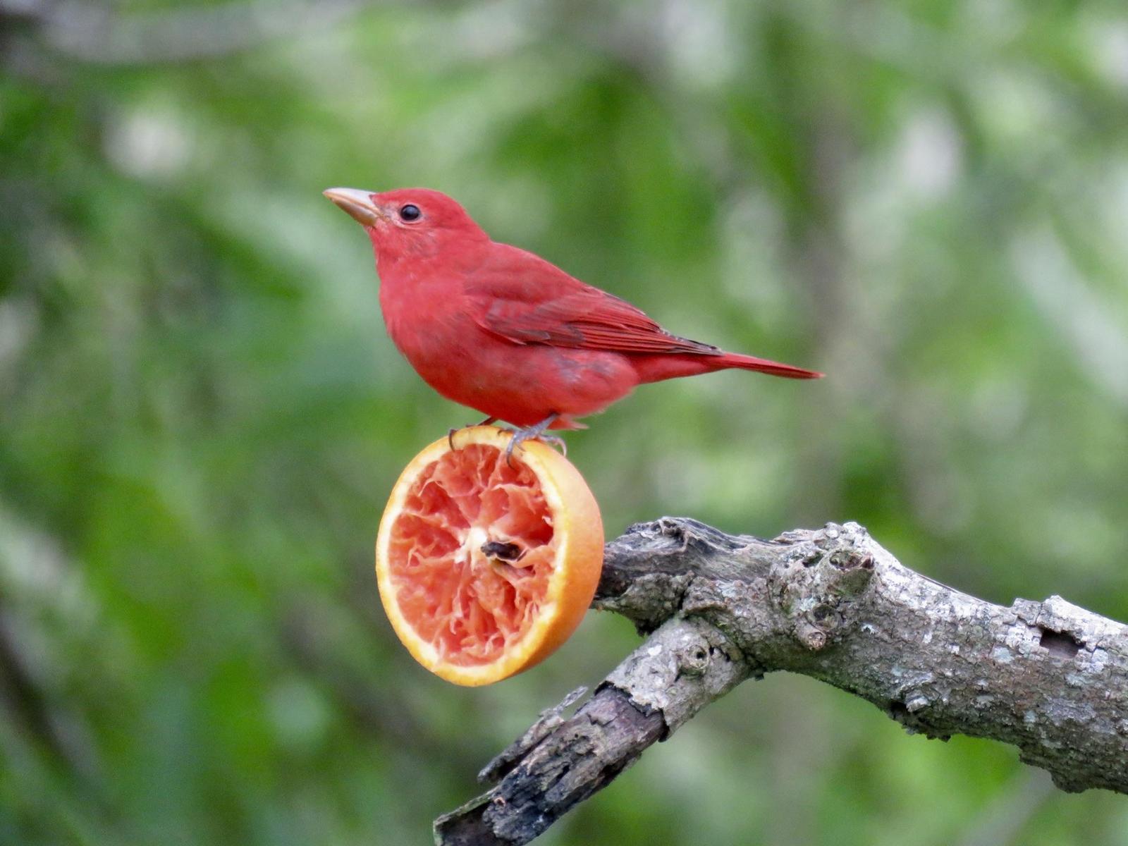 Summer Tanager Photo by Lisa Owens