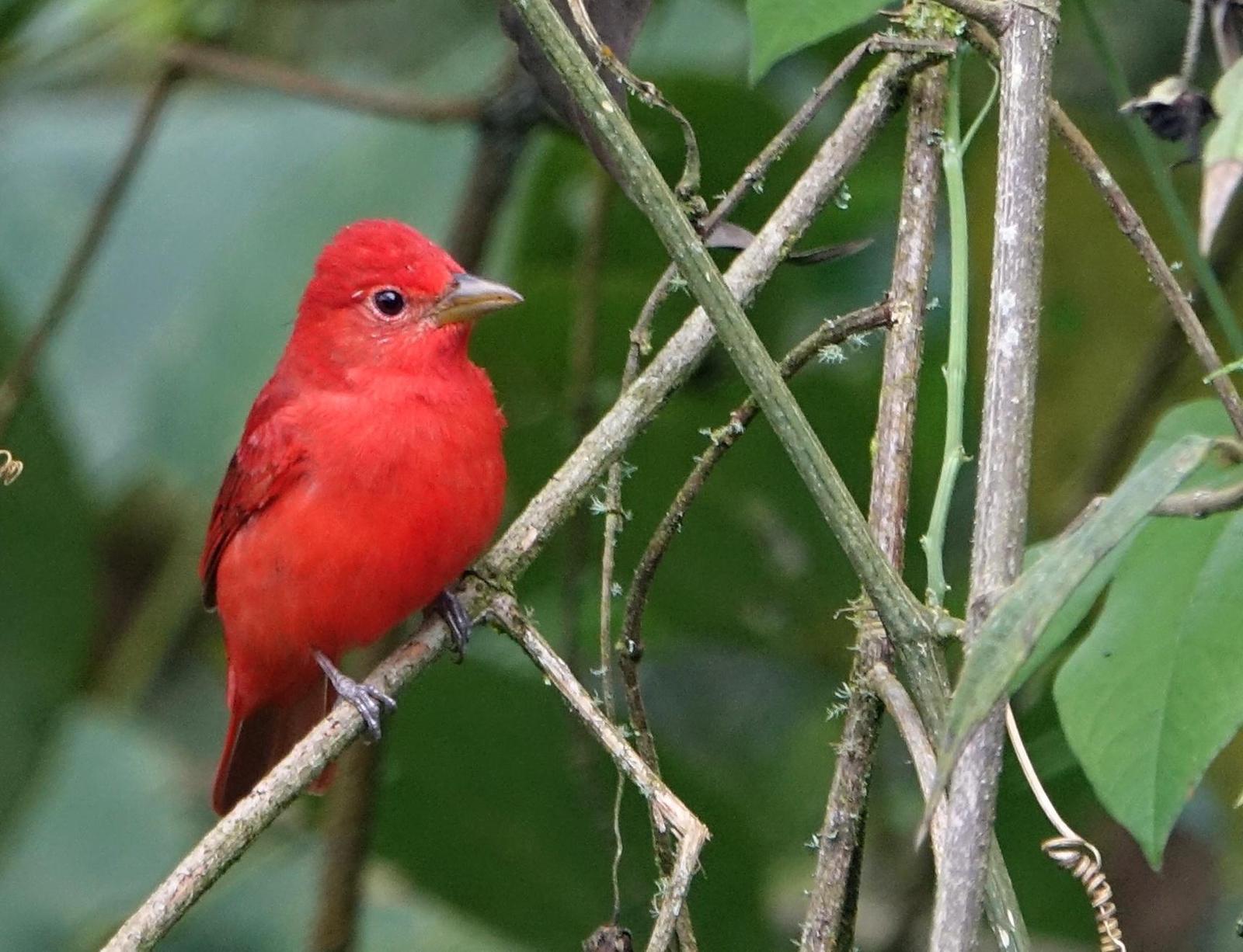 Summer Tanager Photo by Doug Swartz