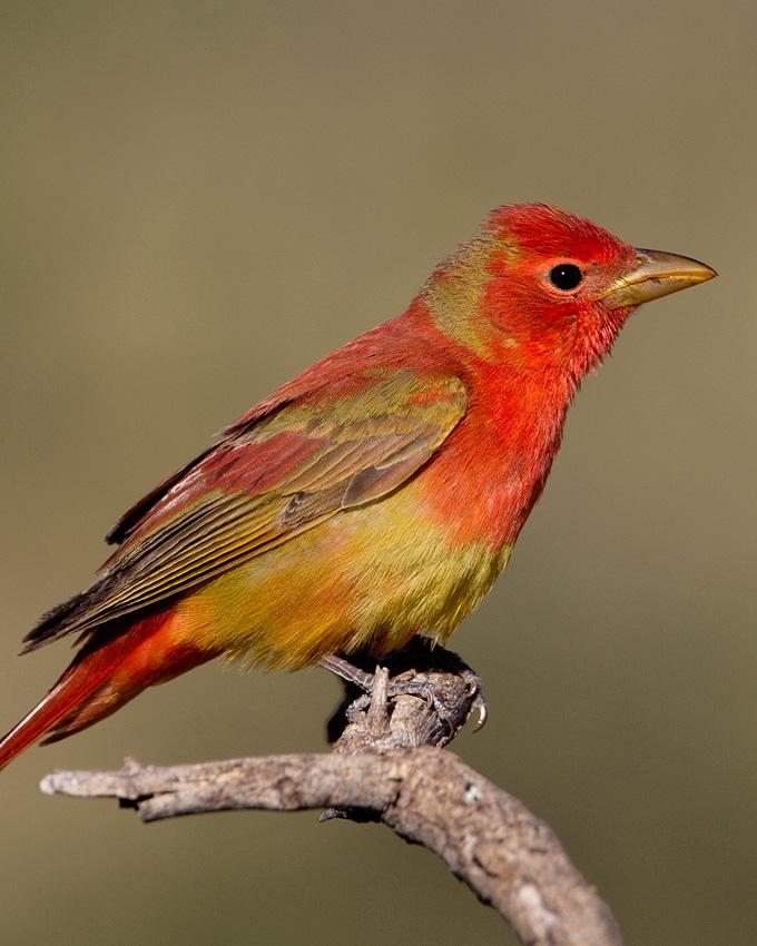 Summer Tanager Photo by Arlene Ripley