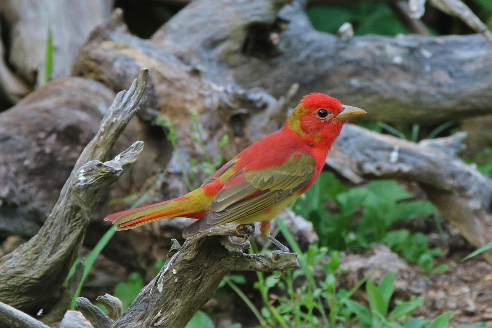 Summer Tanager Photo by Kristy Baker