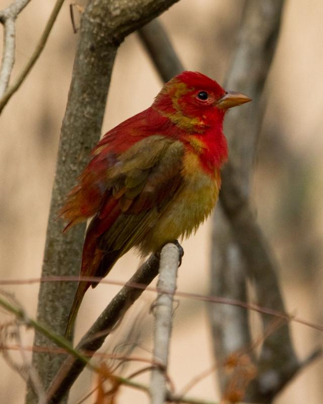Summer Tanager Photo by Natalie Raeber