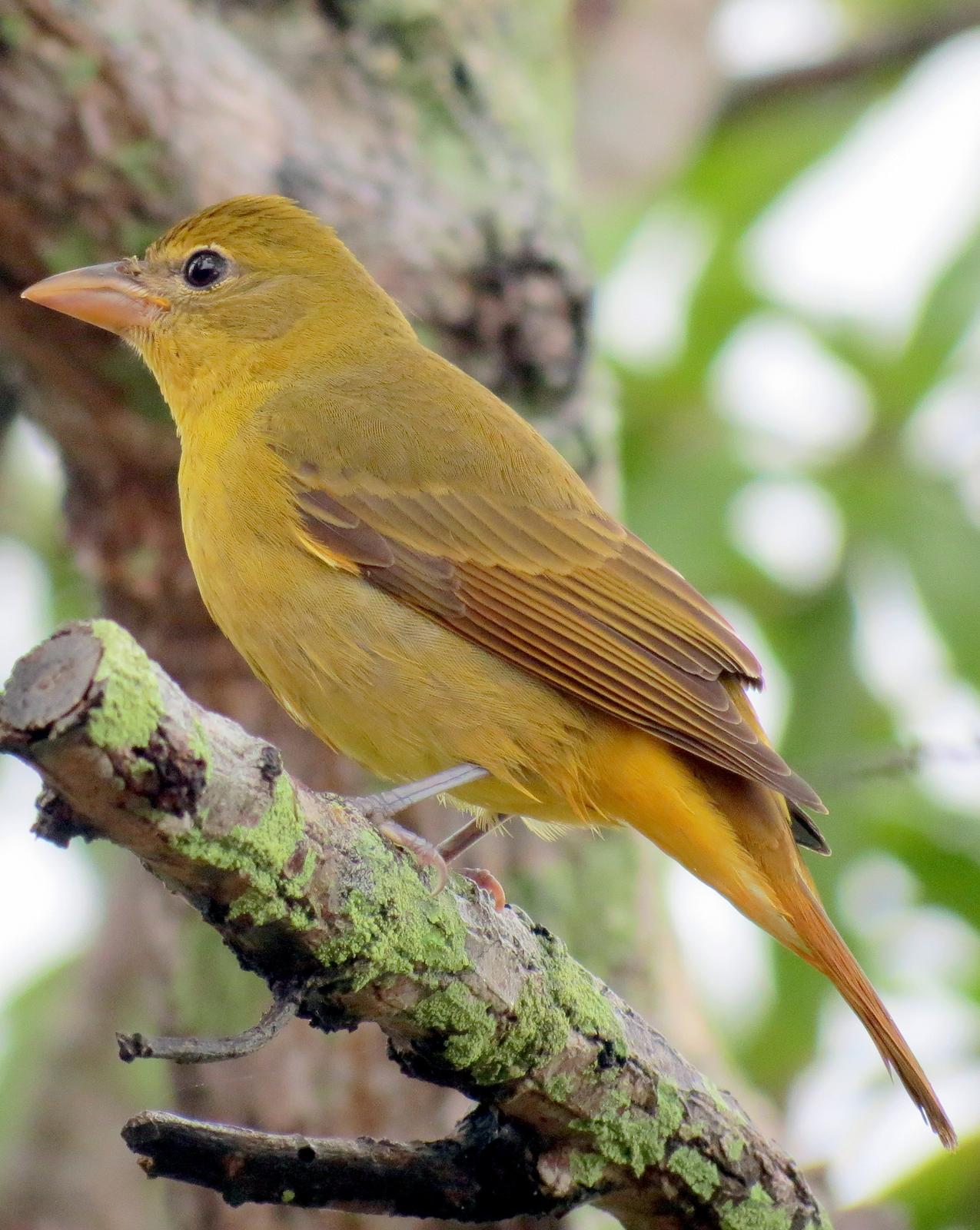 Summer Tanager Photo by Oliver Komar