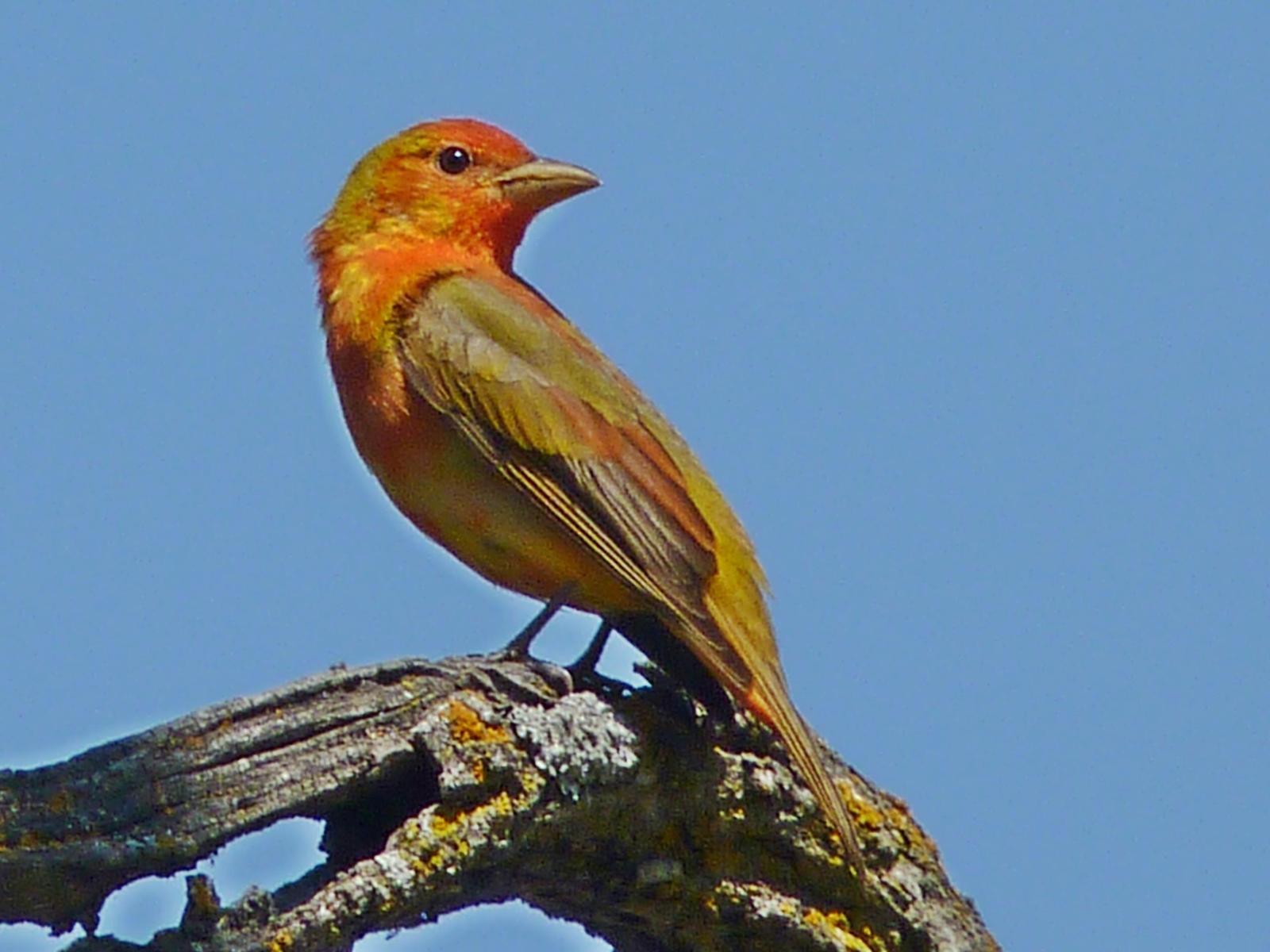 Summer Tanager Photo by Bob Neugebauer