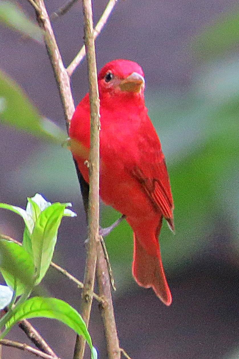 Summer Tanager Photo by Enid Bachman