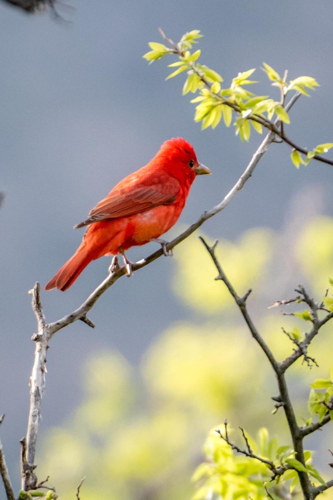 Summer Tanager (Western) Photo by Layton  Rikkers