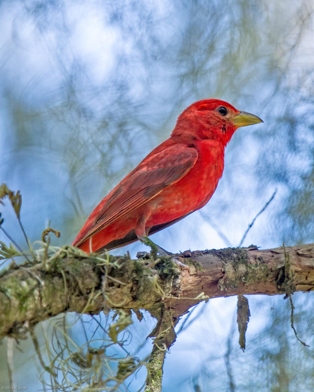 Summer Tanager (Eastern) Photo by JC Knoll