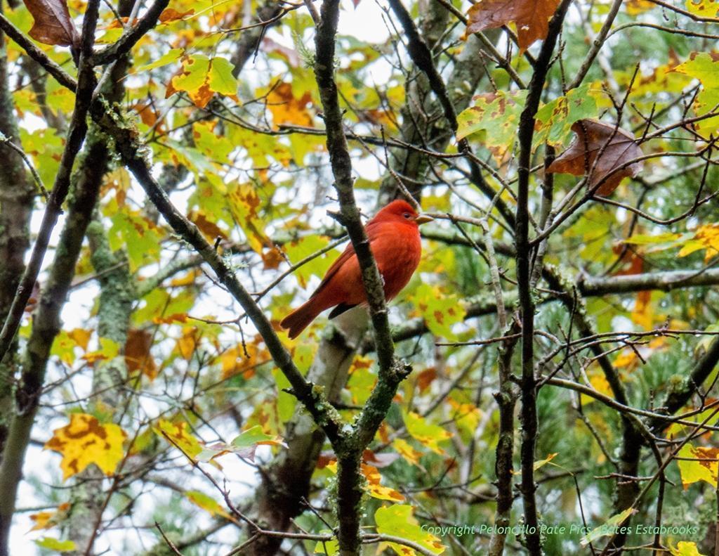 Summer Tanager (Eastern) Photo by Bates Estabrooks