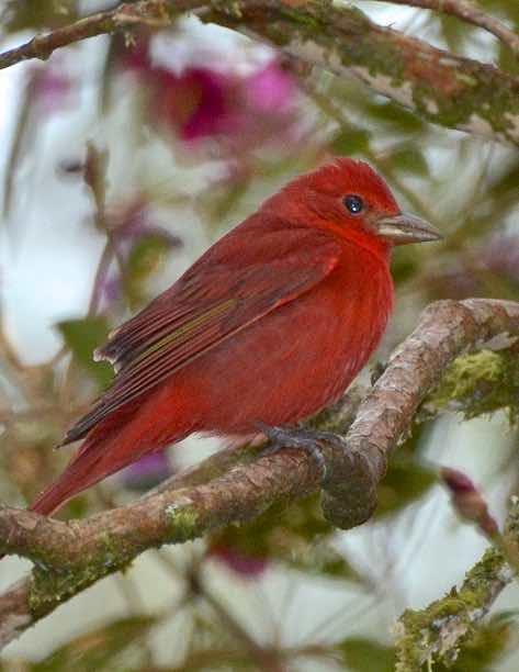 Summer Tanager (Eastern) Photo by Andrew Pittman