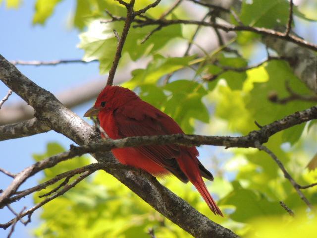 Summer Tanager (Eastern) Photo by Tony Heindel
