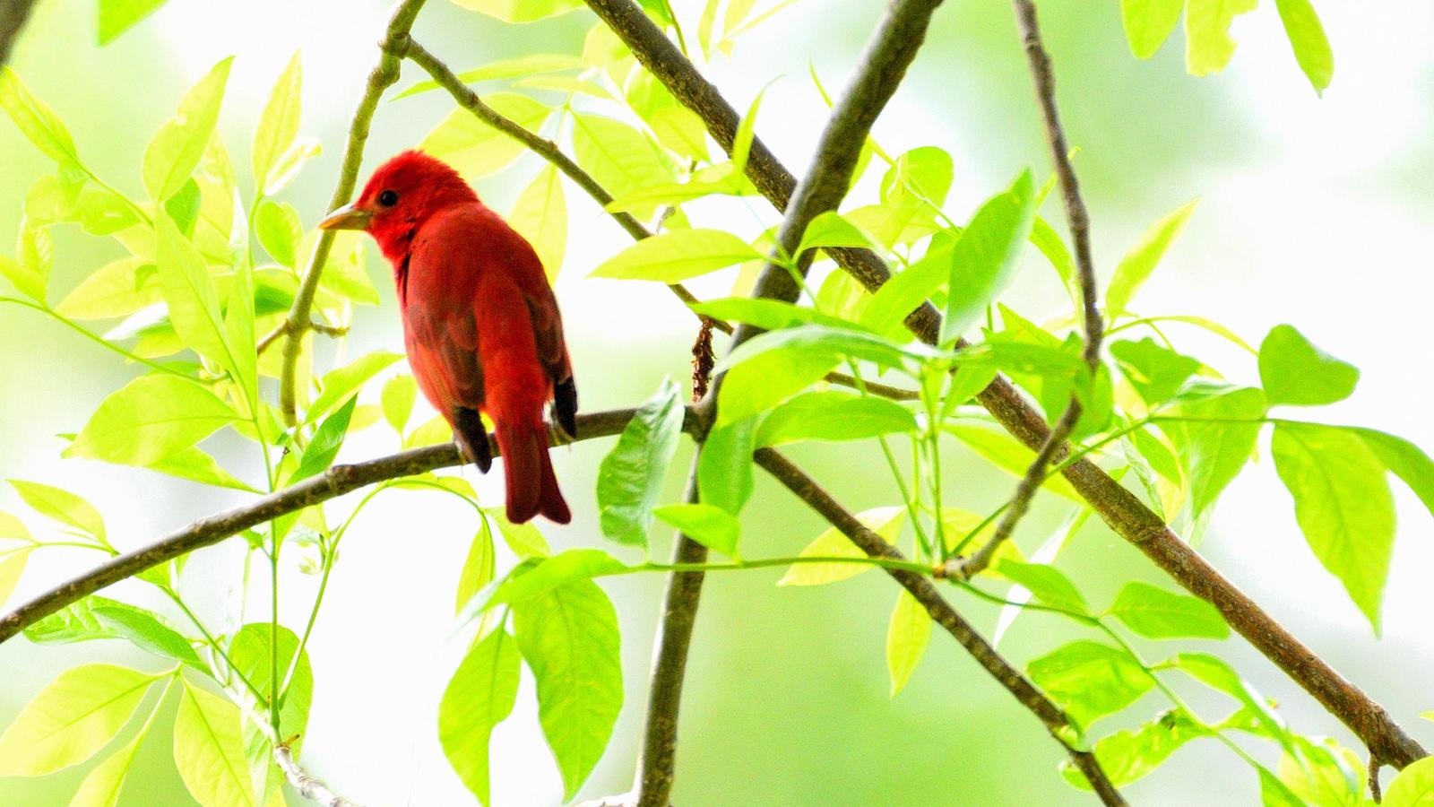Summer Tanager (Eastern) Photo by RM Beck