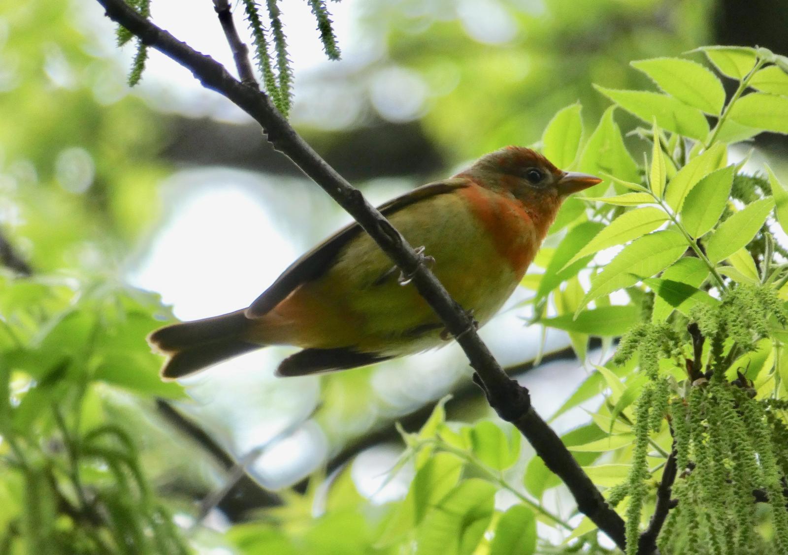 Summer Tanager (Eastern) Photo by Phil Ryan
