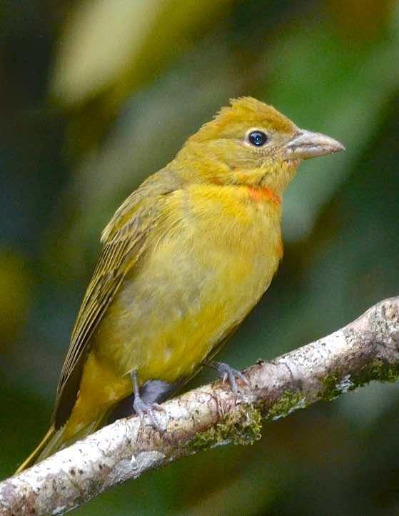 Summer Tanager (Eastern) Photo by Andrew Pittman