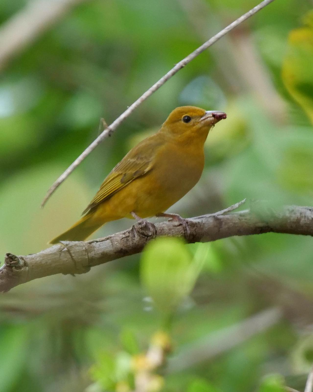 Summer Tanager (Eastern) Photo by Steve Percival