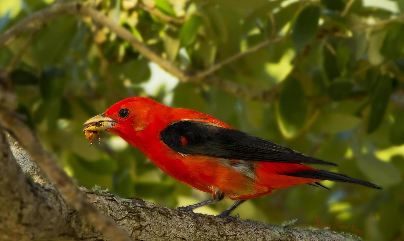 Scarlet Tanager Photo by PAULA LOPES