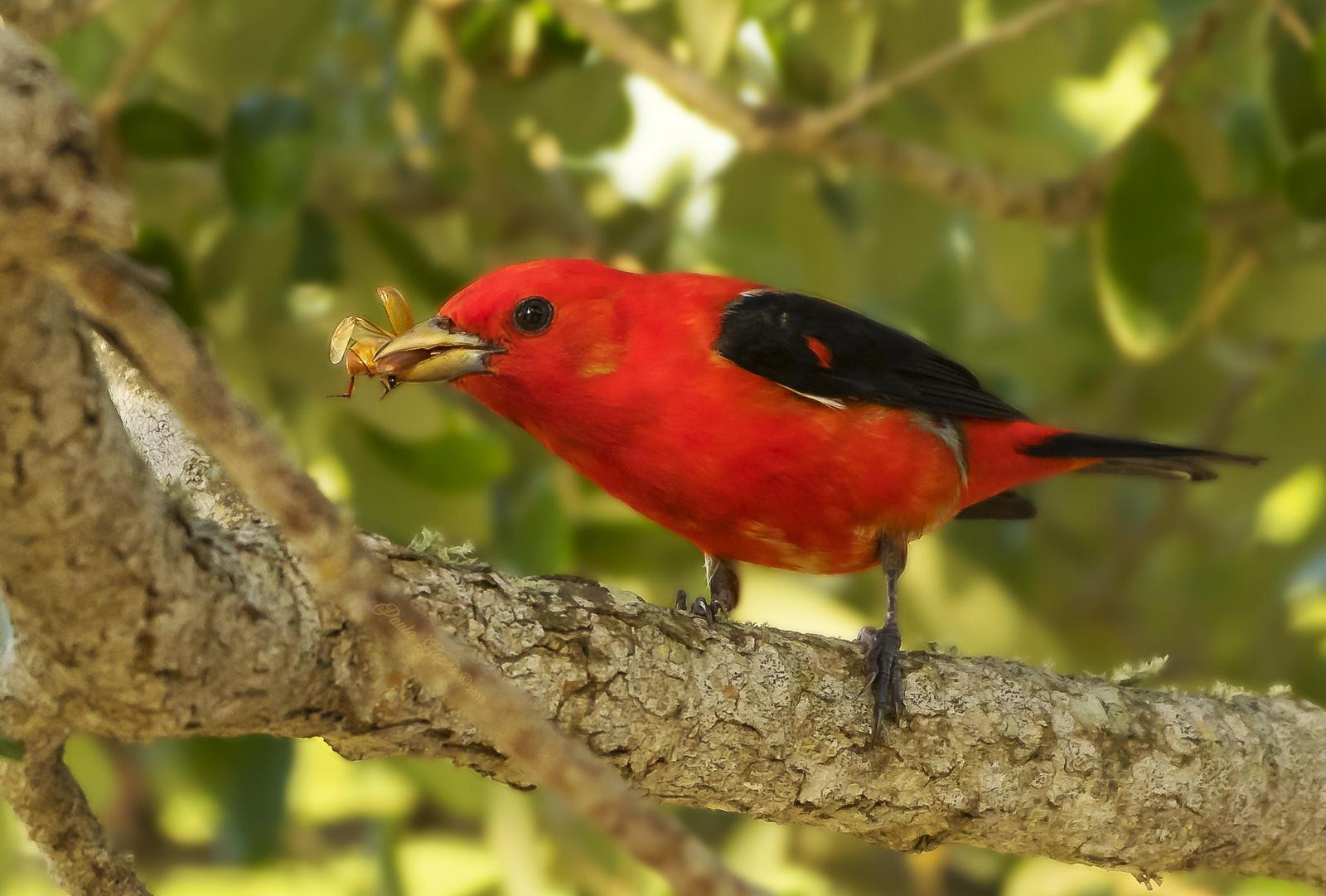 Scarlet Tanager Photo by PAULA LOPES