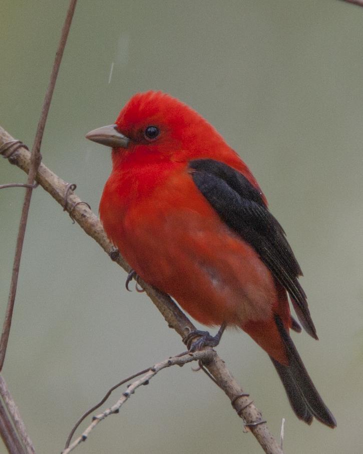 Scarlet Tanager Photo by Jeff Moore