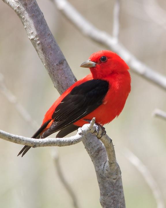 Scarlet Tanager Photo by Denis Rivard