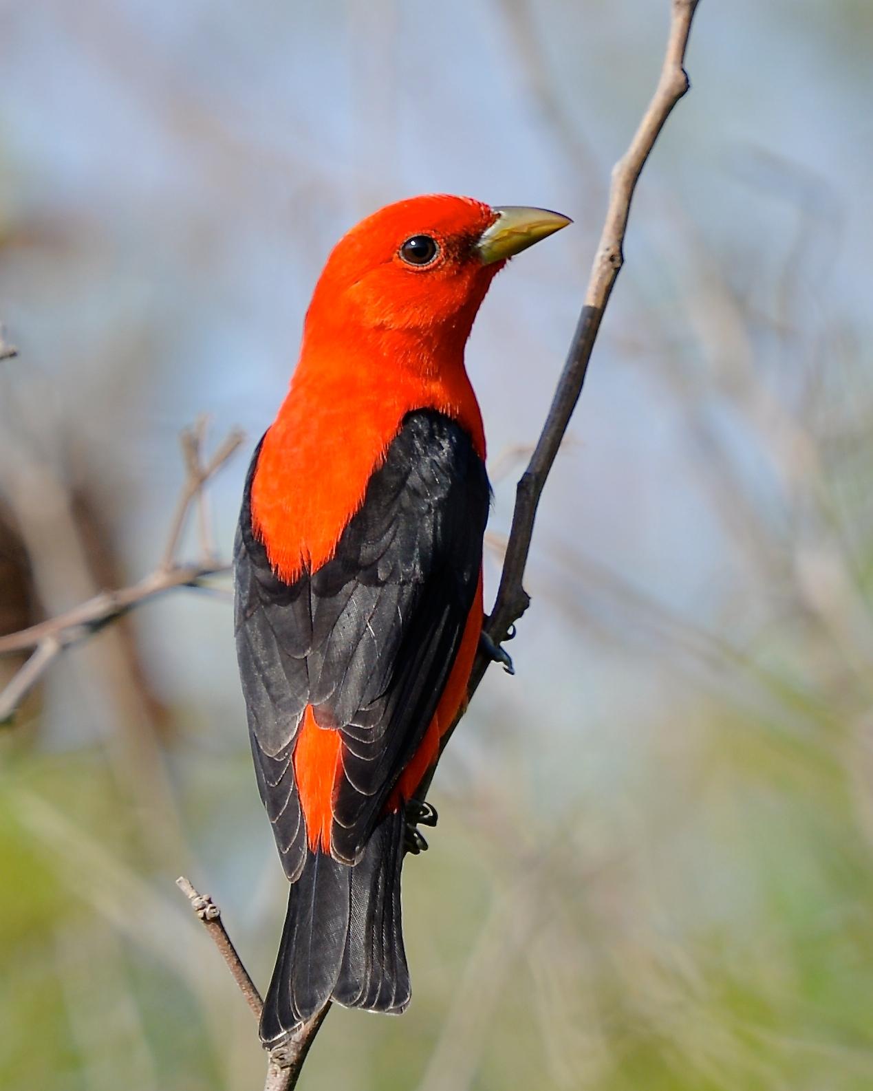 Scarlet Tanager Photo by Gerald Friesen