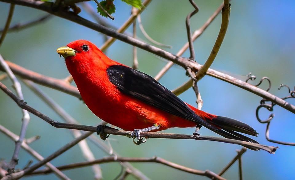 Scarlet Tanager Photo by Pete Kyryluk 