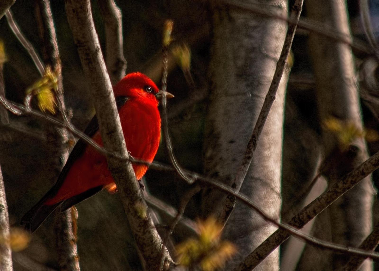 Scarlet Tanager Photo by Tracy Patterson