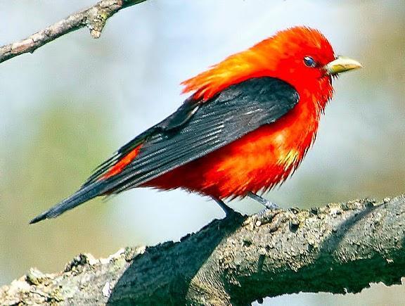 Scarlet Tanager Photo by Dan Tallman