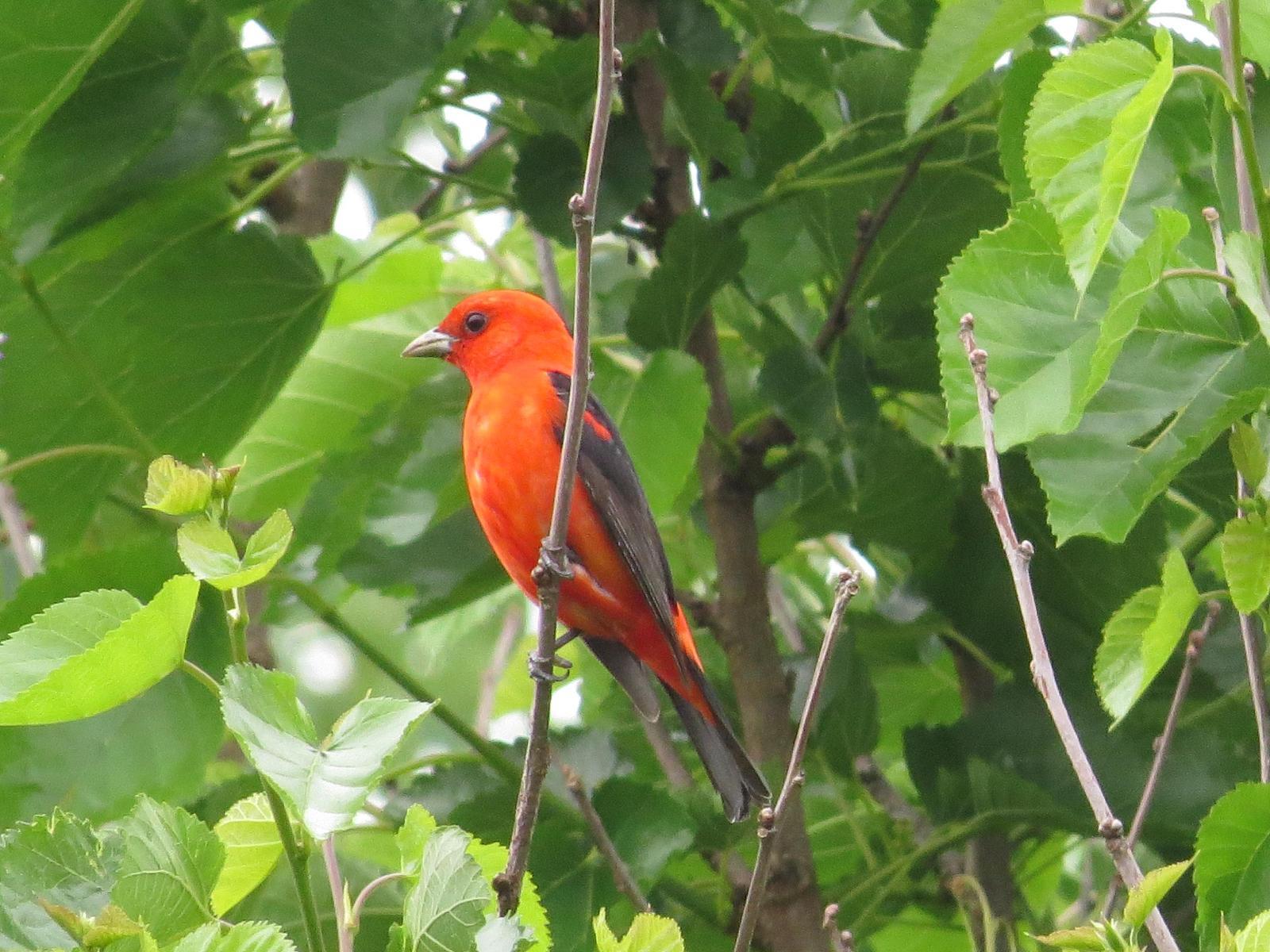 Scarlet Tanager Photo by Sandie Myers