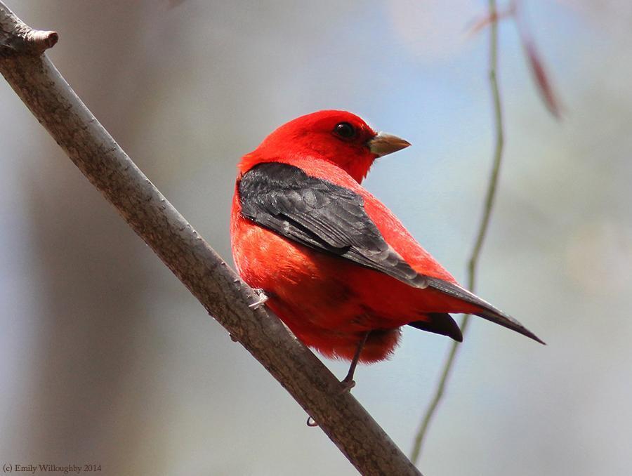 Scarlet Tanager Photo by Emily Willoughby