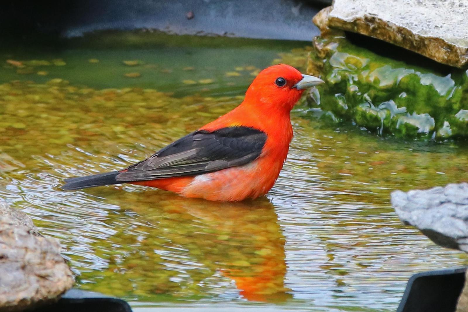Scarlet Tanager Photo by Kristy Baker