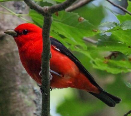 Scarlet Tanager Photo by Lucy Wightman