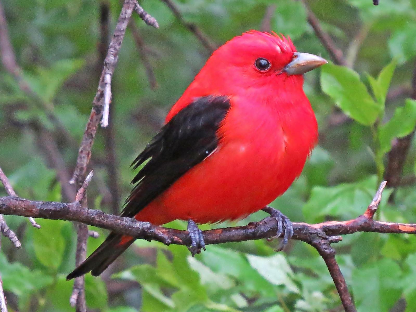 Scarlet Tanager Photo by Bob Neugebauer