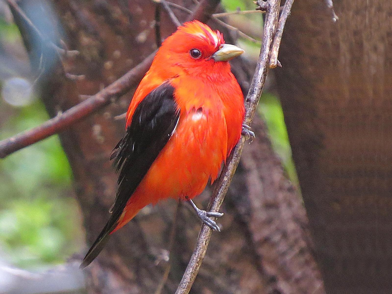 Scarlet Tanager Photo by Bob Neugebauer