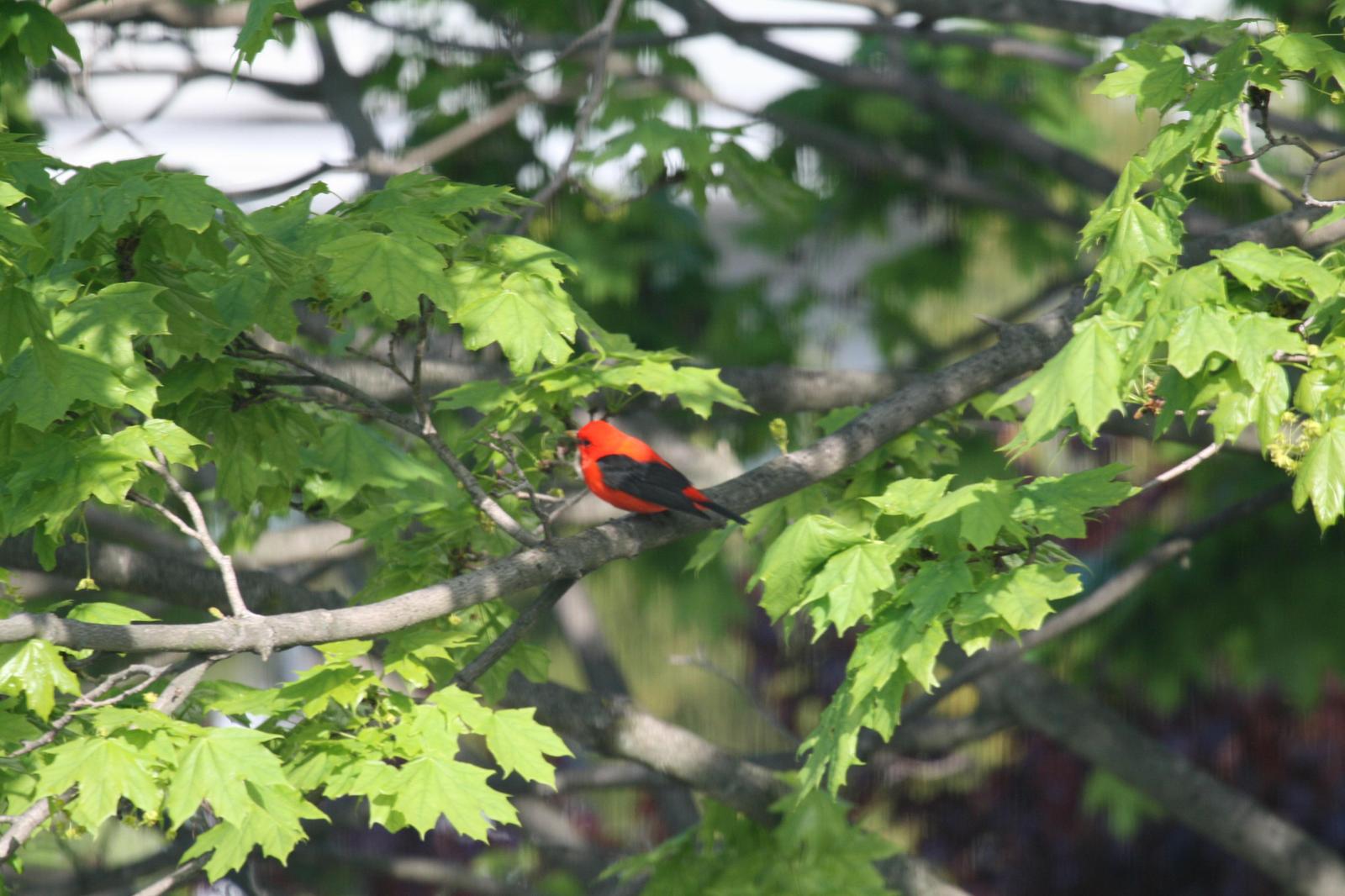 Scarlet Tanager Photo by Roseanne CALECA