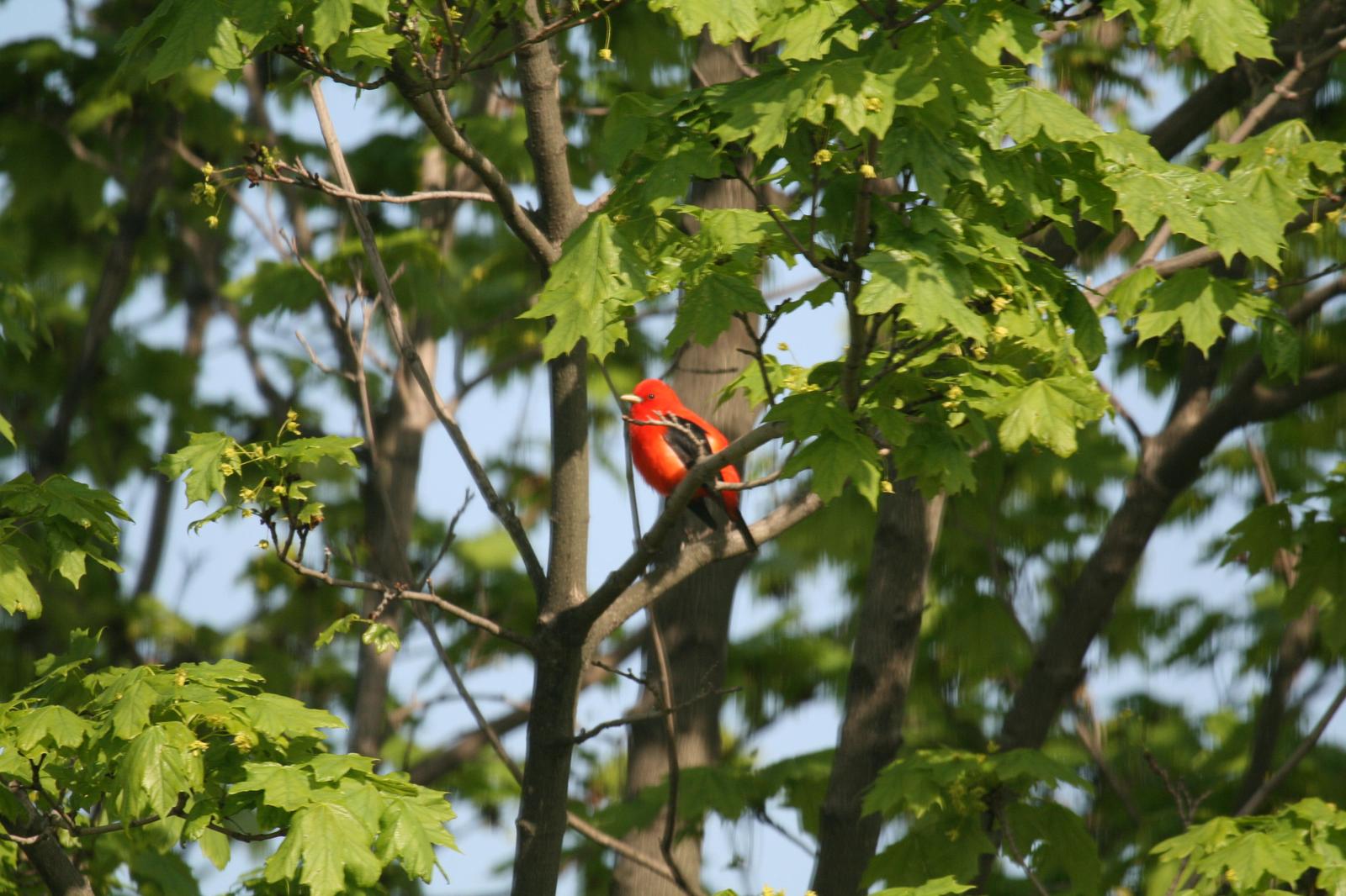 Scarlet Tanager Photo by Roseanne CALECA