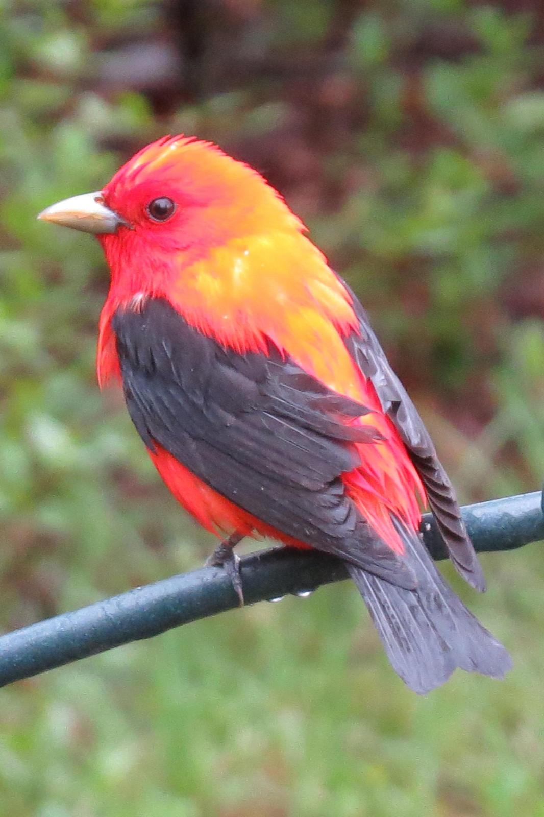Scarlet Tanager Photo by Enid Bachman