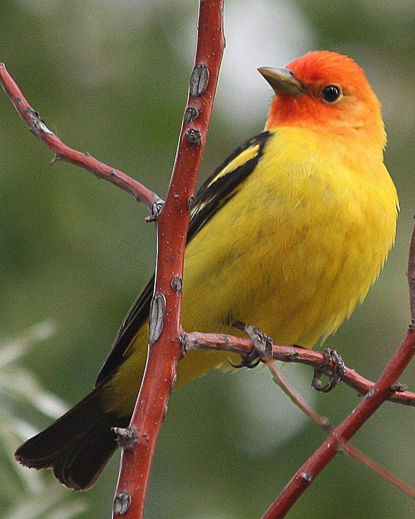 Western Tanager Photo by Andrew Core