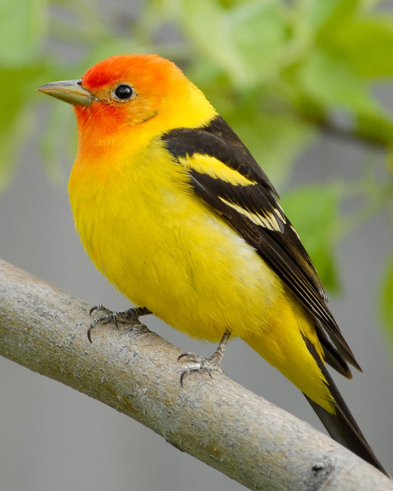 Western Tanager Photo by Mike Fish