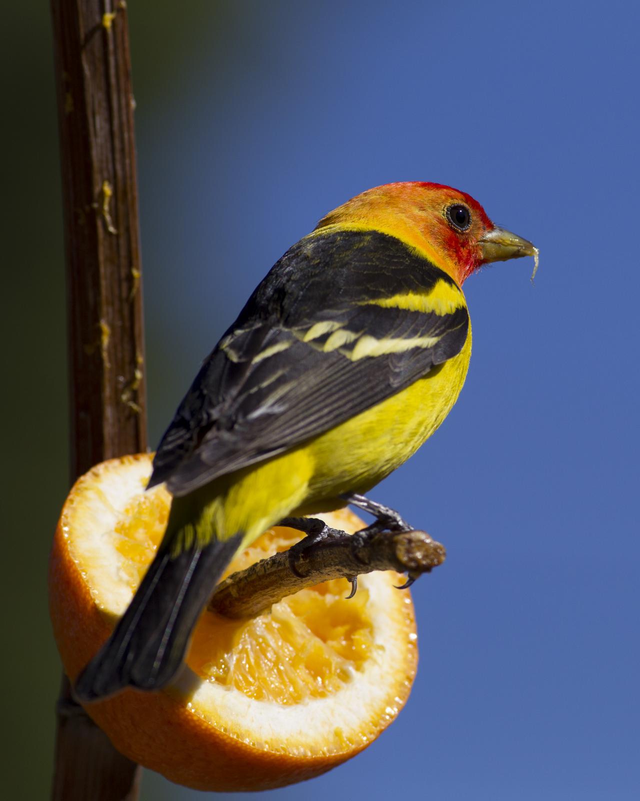 Western Tanager Photo by Jeff Moore
