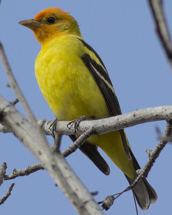 Western Tanager Photo by Anthony Gliozzo