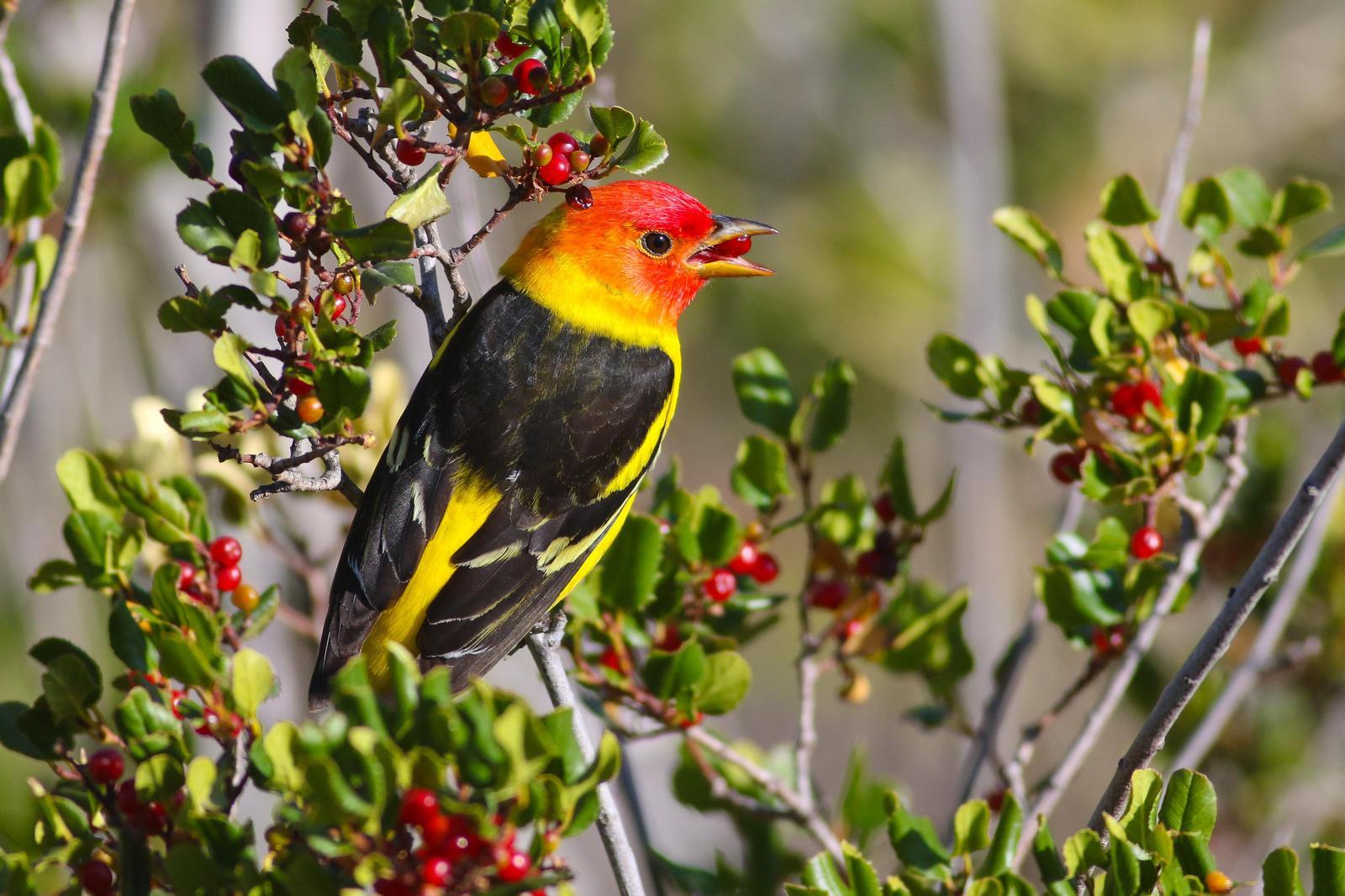 Western Tanager Photo by Tom Ford-Hutchinson