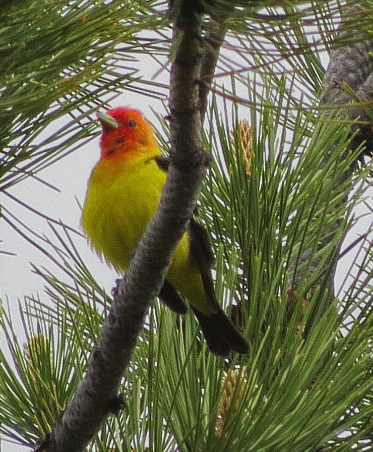Western Tanager Photo by Kent Jensen