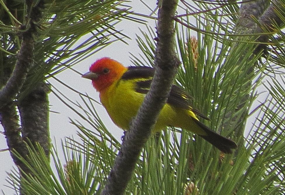 Western Tanager Photo by Kent Jensen