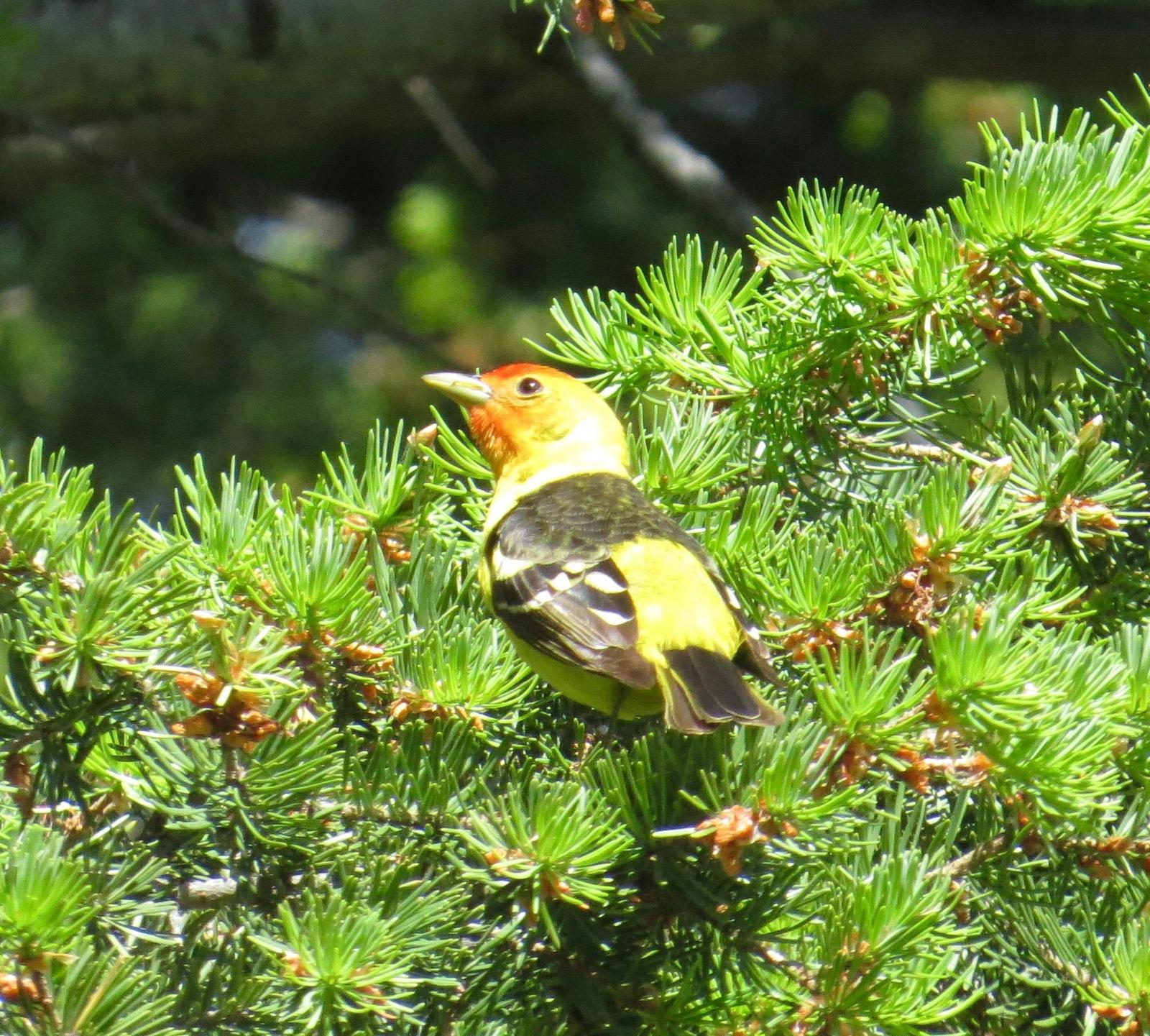 Western Tanager Photo by Don Glasco