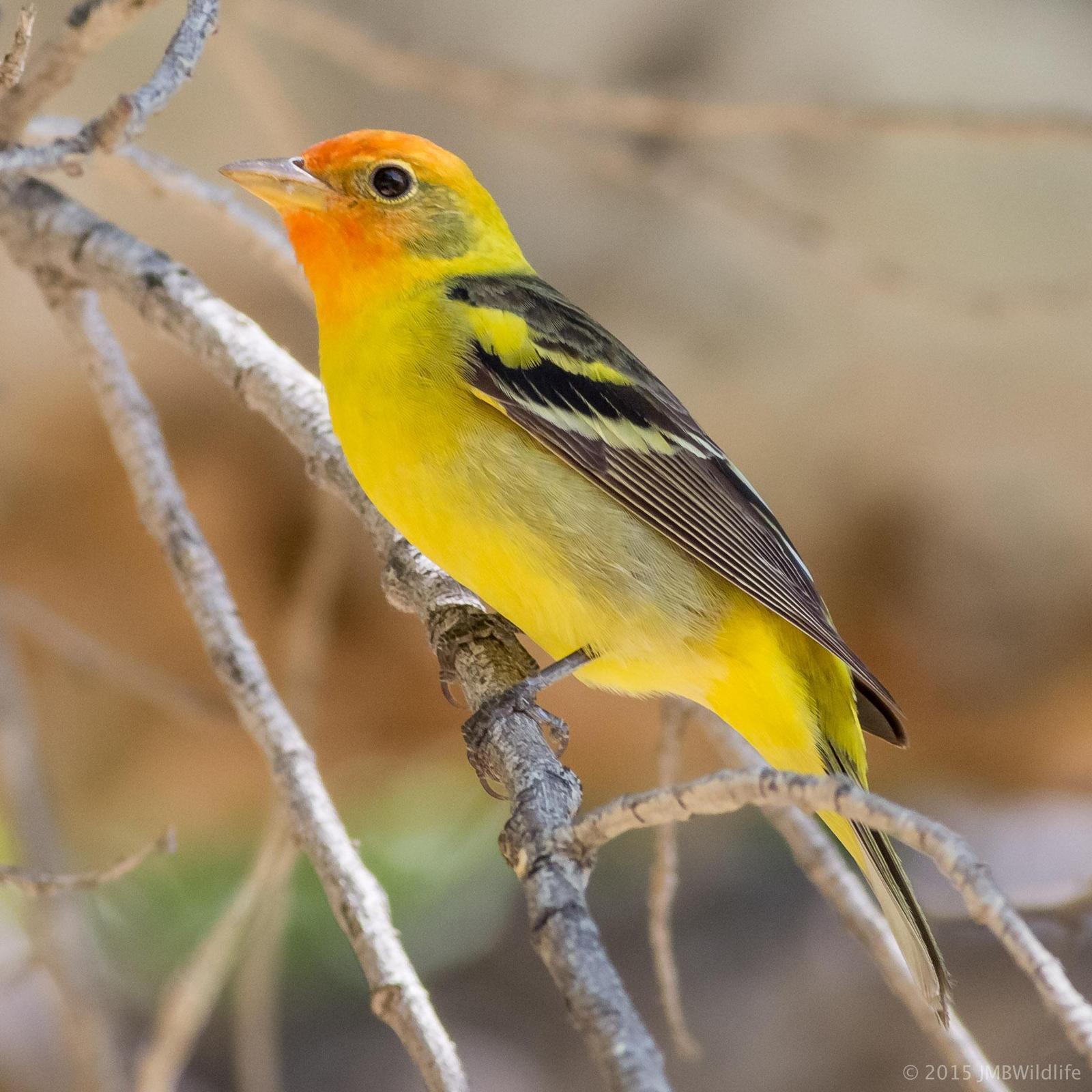 Western Tanager Photo by Jeff Bray