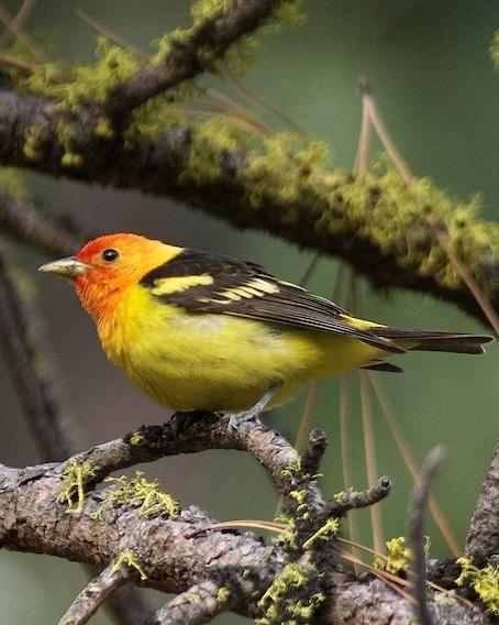 Western Tanager Photo by Gerald Hoekstra